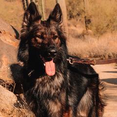 Australian Shepherds and German Shepherds from Savage K9