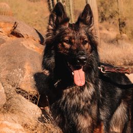 Australian Shepherds and German Shepherds from Savage K9