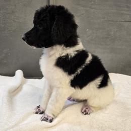 Parti Male - Parti male Poodle puppy in Patterson, California from Paterson Poodles