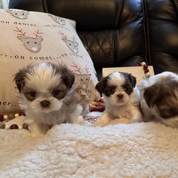 Shih Tzu Puppies from Wood Foo Breeders