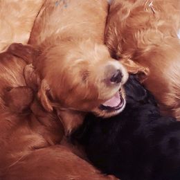 Cavachon, Cavalier King Charles Spaniel, and Cavapoo Puppies from Comfort Cavs