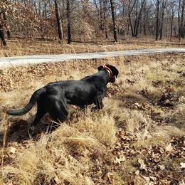 Brittanys, German Shorthaired Pointers, and Labrador Retrievers from SlickRock Retrievers