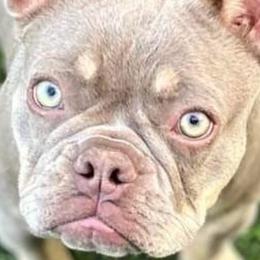 French Bulldogs from Cassity Frenchies