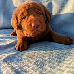Dilute Retriever and Labrador Retriever Puppies from LC Hunting Labs, LLC.