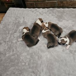 Pembroke Welsh Corgi and Saint Bernard Puppies from Middle Georgia Saints and Corgis