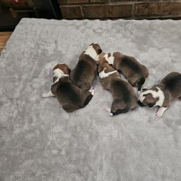 Pembroke Welsh Corgi and Saint Bernard Puppies from Middle Georgia Saints and Corgis