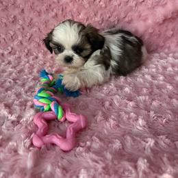 Gia - Gold and white female Shih Tzu puppy in Shawnee, Oklahoma from Black Velvet Shih Tzu