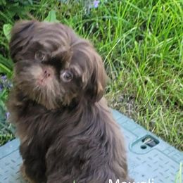 Mowgli - Shih Tzu