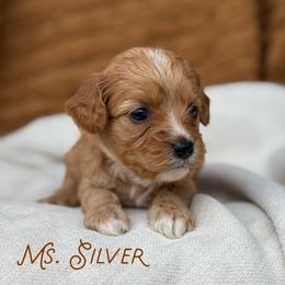 Ms. Silver - Apricot female Cavapoo puppy in Sacramento, California from Dandy Doodles Goldendoodles