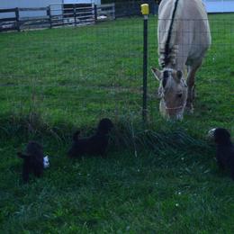 Poodle Puppies from D and D Standard Poodles