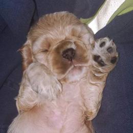 Cocker Spaniel Puppies from Top Notch Sporting Dogs
