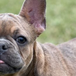 Dachshunds, French Bulldogs, Miniature Schnauzers, and Shih Tzus from 4J's Cajun Kennels