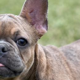 Dachshunds, French Bulldogs, Miniature Schnauzers, and Shih Tzus from 4J's Cajun Kennels
