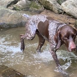German Shorthaired Pointers from Congaree Kennels