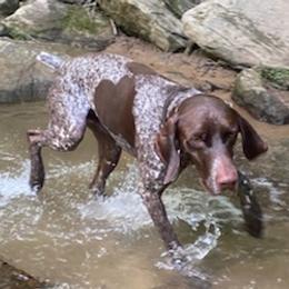 German Shorthaired Pointers from Congaree Kennels