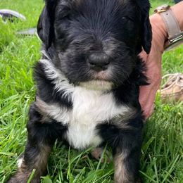 Bernedoodle and Bernese Mountain Dog Puppies from Bernese Home