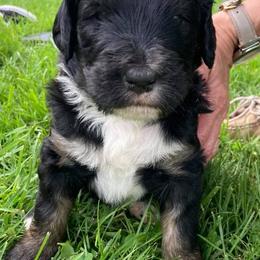 Bernedoodle and Bernese Mountain Dog Puppies from Bernese Home