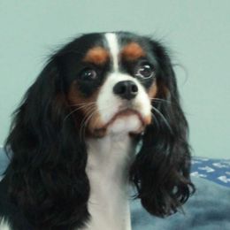 Cavalier King Charles Spaniels from Huntsman Cavaliers