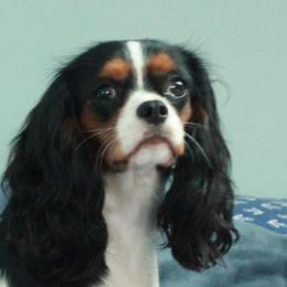 Cavalier King Charles Spaniels from Huntsman Cavaliers
