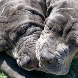 Neapolitan Mastiffs from Fear of the Lord Mastino