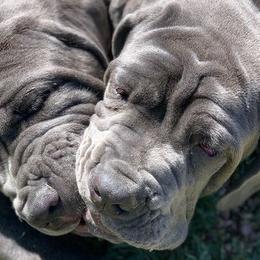 Neapolitan Mastiffs from Fear of the Lord Mastino