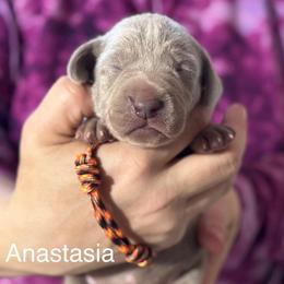 Anastasia - Silver gray female Weimaraner puppy in Aitkin, Minnesota from Whispering’s GunDogs
