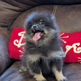 Amelia - Black and tan female Pomeranian puppy in Danielsville, Georgia from PassionatePomPoms