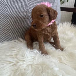 Ali - Red  female Goldendoodle puppy in Davie, Florida from Daviegoldendoodles