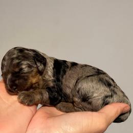 Amber - Merle female Cockapoo puppy in Fortuna, California from Dalton Poodles and Doodles
