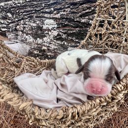 Vienna - Liver and white female English Springer Spaniel puppy in Swainsboro, Georgia from Sweet Georgia Springers