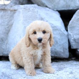 Chester - Cream male Australian Labradoodle puppy in Williamstown, New York from Lewis Manor Labradoodles