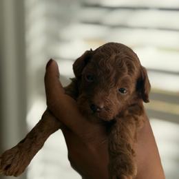Acorn - Red  male Poodle puppy in Southampton, New Jersey from Lavishly Loved Pets LLC