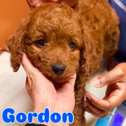 Cavapoo Puppies from Patriot Pups Cavapoos