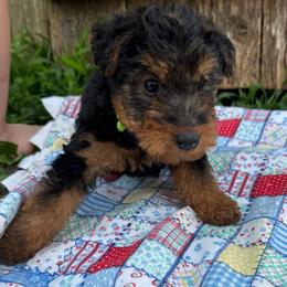 Boy 2 - Black and tan male Welsh Terrier puppy in Licking, Missouri from Bean Creek Dachshunds & Terriers