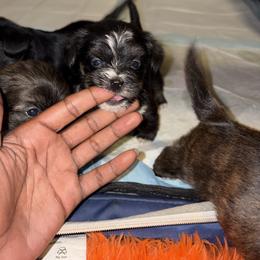 Shorkie Puppies from Sharlena Henderson