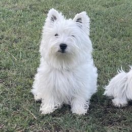 West Highland White Terriers from SoundHaven Westies