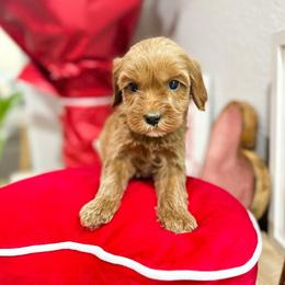 Teddy - Red male Australian Labradoodle puppy in Palmdale, California from Doodles_Ko