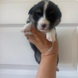 Coral- standard coat female - Black and tan female Pembroke Welsh Corgi puppy in Red Bluff, California from Wilder Ranch Corgis