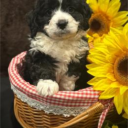 Bernedoodle, Goldendoodle, and Poodle Puppies from Kingdom Kennels