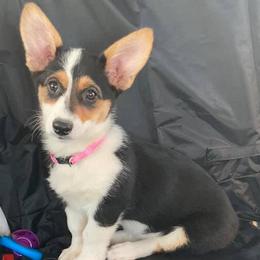 American Corgis and Pembroke Welsh Corgis from Brazos Corgis