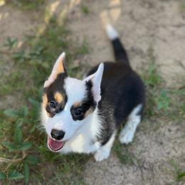 Navy Mismark - Black and white female American Corgi puppy in Hope, Arkansas from Foxy Knoll Farm
