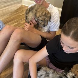 Aussiedoodle Puppies from The Ocala Doodle Ranch