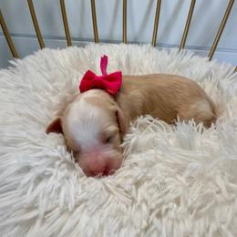 Cartier (hot pink) - Blenheim female Cavapoo puppy in West Haven, Utah from Harper Haven Cavapoos & Doodles