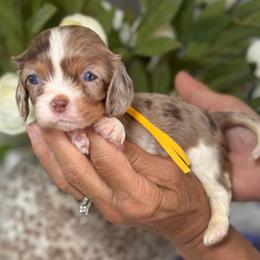 Ramen - Tri-color female Cavalier King Charles Spaniel puppy in Yuciapa, California from AlltheDoodlez_
