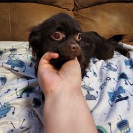 Chihuahua All Grown Up from Viktoriya Mechenko