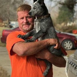 Australian Cattle Dog and Labrador Retriever Puppies from Trinity C Australian Cattle Dogs and Silver Labradors