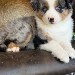 Ranger-has tail-many videos - Blue merle male Australian Shepherd puppy in Troy, South Carolina from Australian Shepherds of 3/W Farms