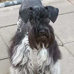 Jabari - Miniature Schnauzer