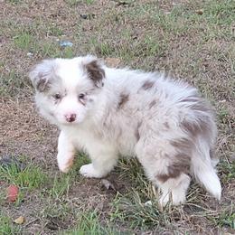 AKC CH Sired Red Merle Boy 1 - Red merle male Border Collie puppy in Newalla, Oklahoma from Roughstock Border Collies and Dachshunds