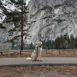 Great Pyrenees All Grown Up from The Yosemite Pyrenees Ranch